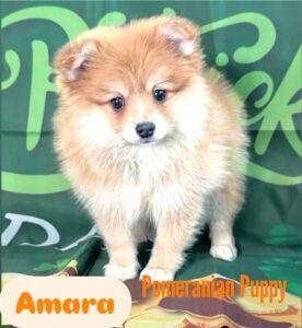 Pomeranian Amara