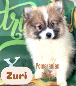 Pomeranian Zurri