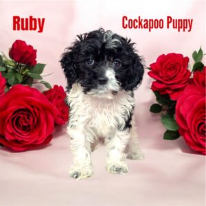 Ruby cockapoo puppy