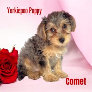 Yorkiepoo Comet