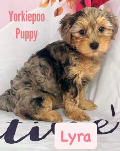 Yorkiepoo Lyra