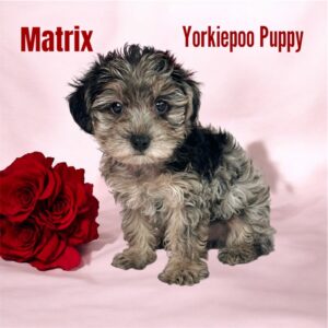 Yorkiepoo Matrix