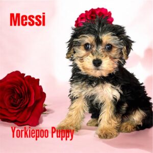 Yorkiepoo Messi