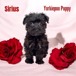 Yorkiepoo Sirius