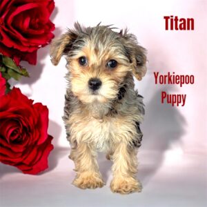 Yorkiepoo Titan