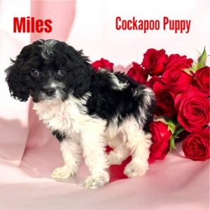 miles cocapoo puppy