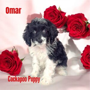 omar cockapoo puppy