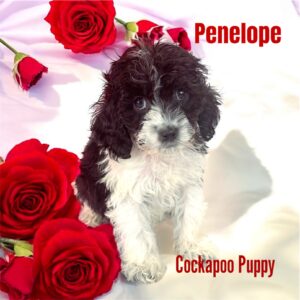 peneloe cockapoo puppy