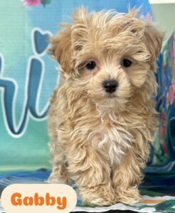 1 Maltipoo Gabby