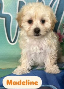 1 Maltipoo Madeline
