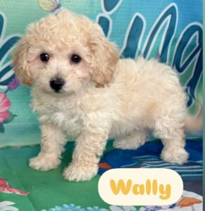 1 Poochon Wally