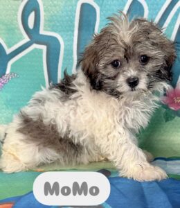 1 Shih-Poo MoMo