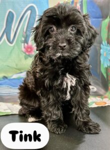 Cockapoo Tink
