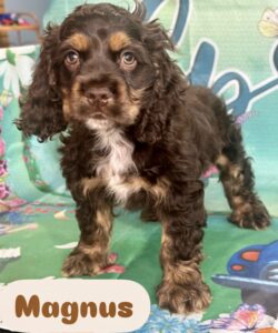 Cocker Spaniel Magnus