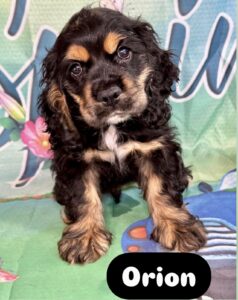 Coocker Spaniel Orion