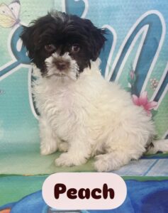 Havanese Peach