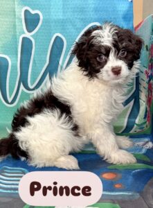 Havanese Prince
