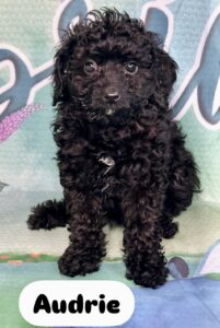 Poochon Audrie
