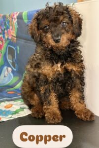 Poochon Copper