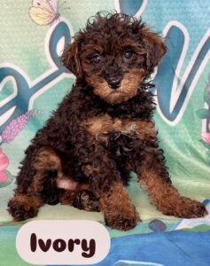 Poochon Ivory