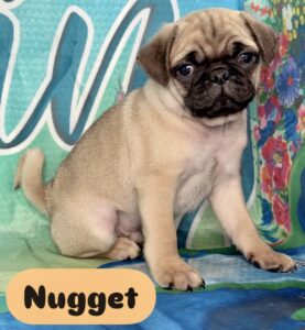 Pug Nugget