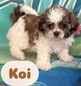 Shih-Chon Koi
