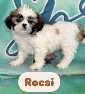 Shih Tzu Rocsi