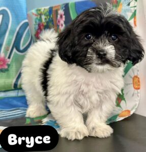 Teddy Bear Bryce
