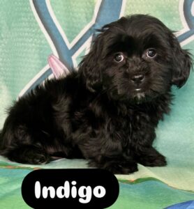 Teddy Bear Indigo