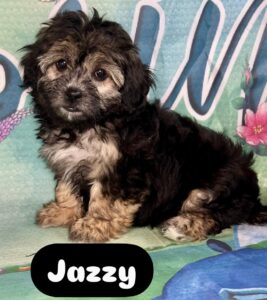Teddy Bear Jazzy