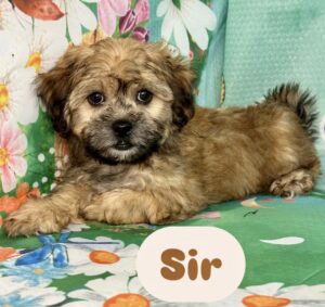 Teddy Bear Sir