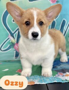 Welsh Corgi Ozzy