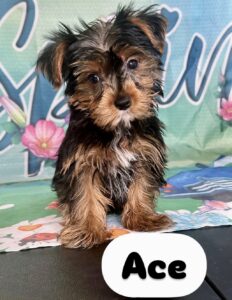 Yorkie ACE
