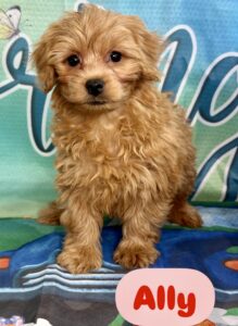 Yorkie Chon-Poo Ally