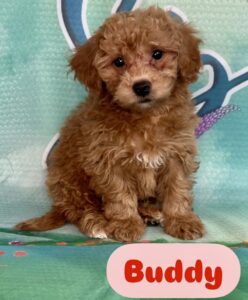 Yorkie Chon-Poo Buddy