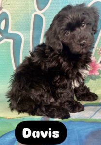 Yorkie Chon-Poo Davies