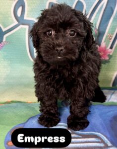 Yorkie Chon-Poo Empress