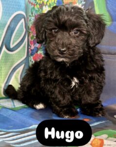 Yorkie Chon-Poo Hugo