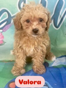 Yorkie Chon-Poo Valora