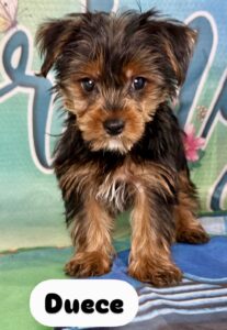 Yorkie Duece