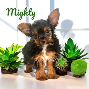 Yorkie Mighty