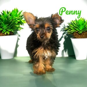 Yorkie Penny 1