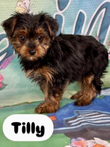 Yorkie Tilly