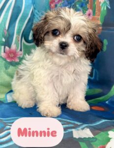 Cavachon Minnie