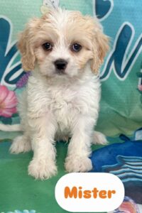 Cavachon Mister