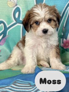 Cavachon Moss