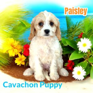 Cavachon Puppy Paisley