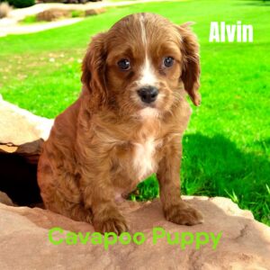 Cavapoo Puppy Alvin