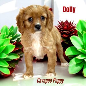 Cavapoo Puppy Dolly