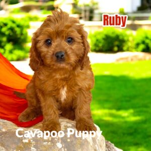 Cavapoo Puppy Ruby